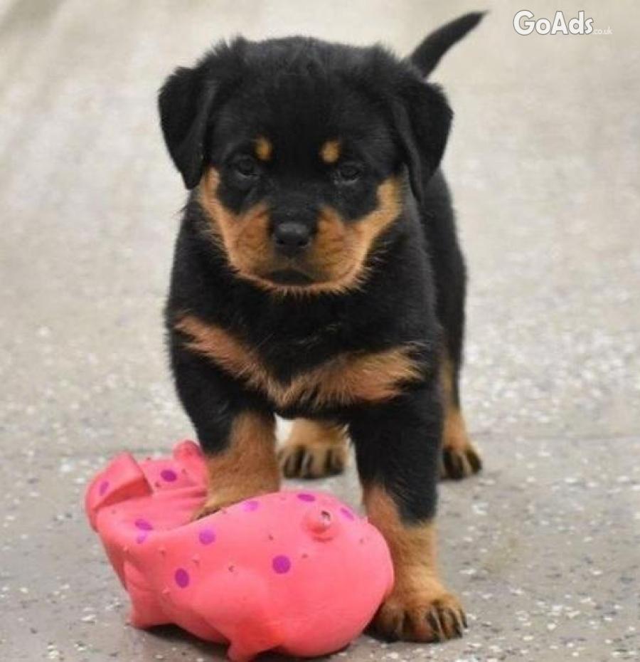 ROTTWEILER PUPPIES FOR SALE.