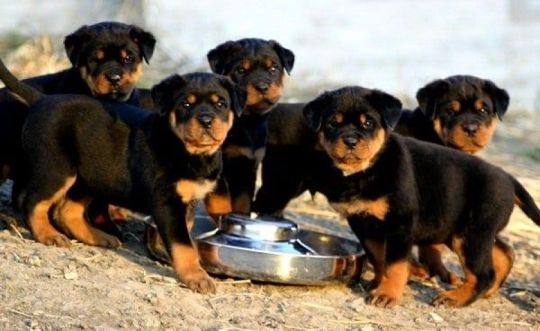 Rottweiler PUPPIES