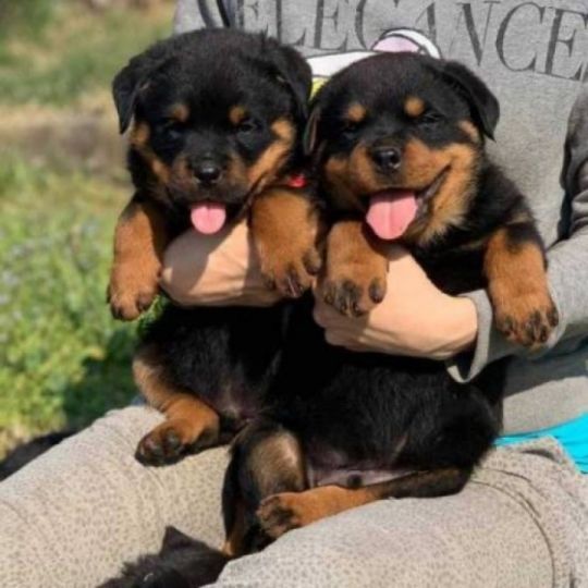 Rottweiler puppies 4