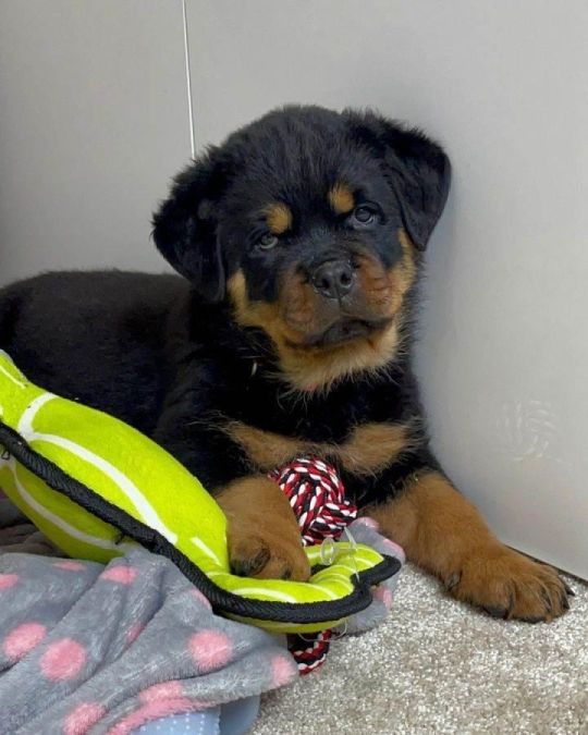 ROTTWEILER PUPPY