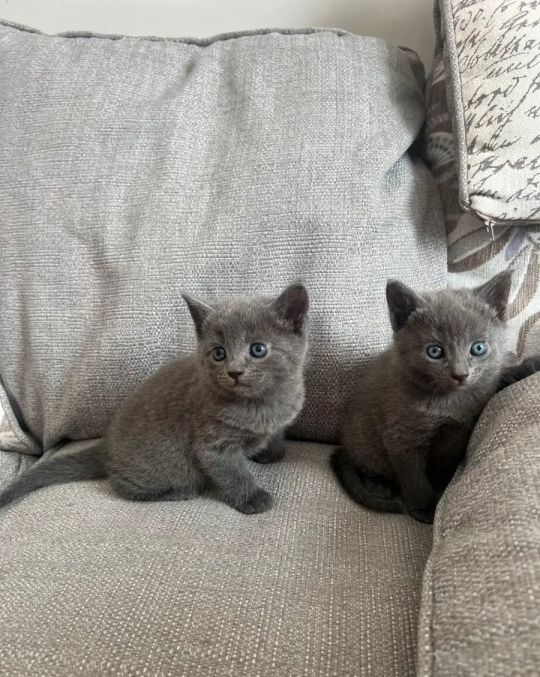 Russian blue kittens available for sale