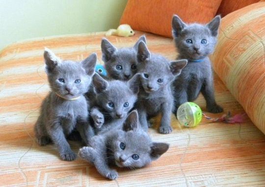 Russian Blue kittens for adoption