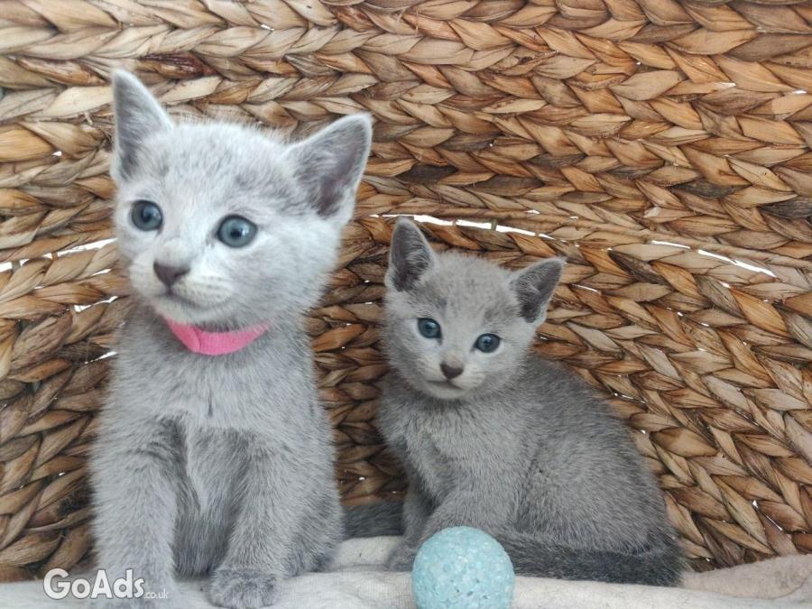 Russian Blue kittens