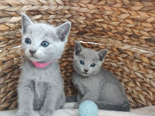 Russian Blue kittens