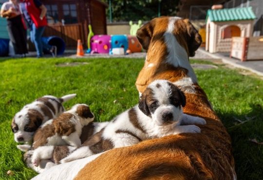 Saint Bernard Puppies for Sale
