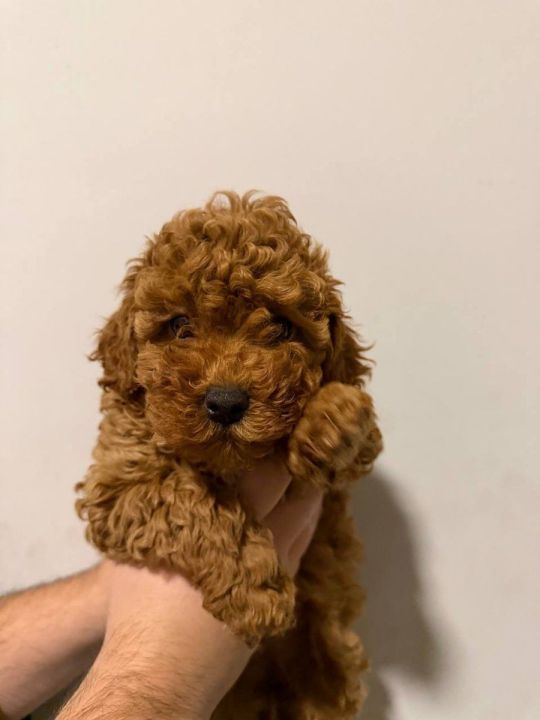 Sale of pomeranians and poodles