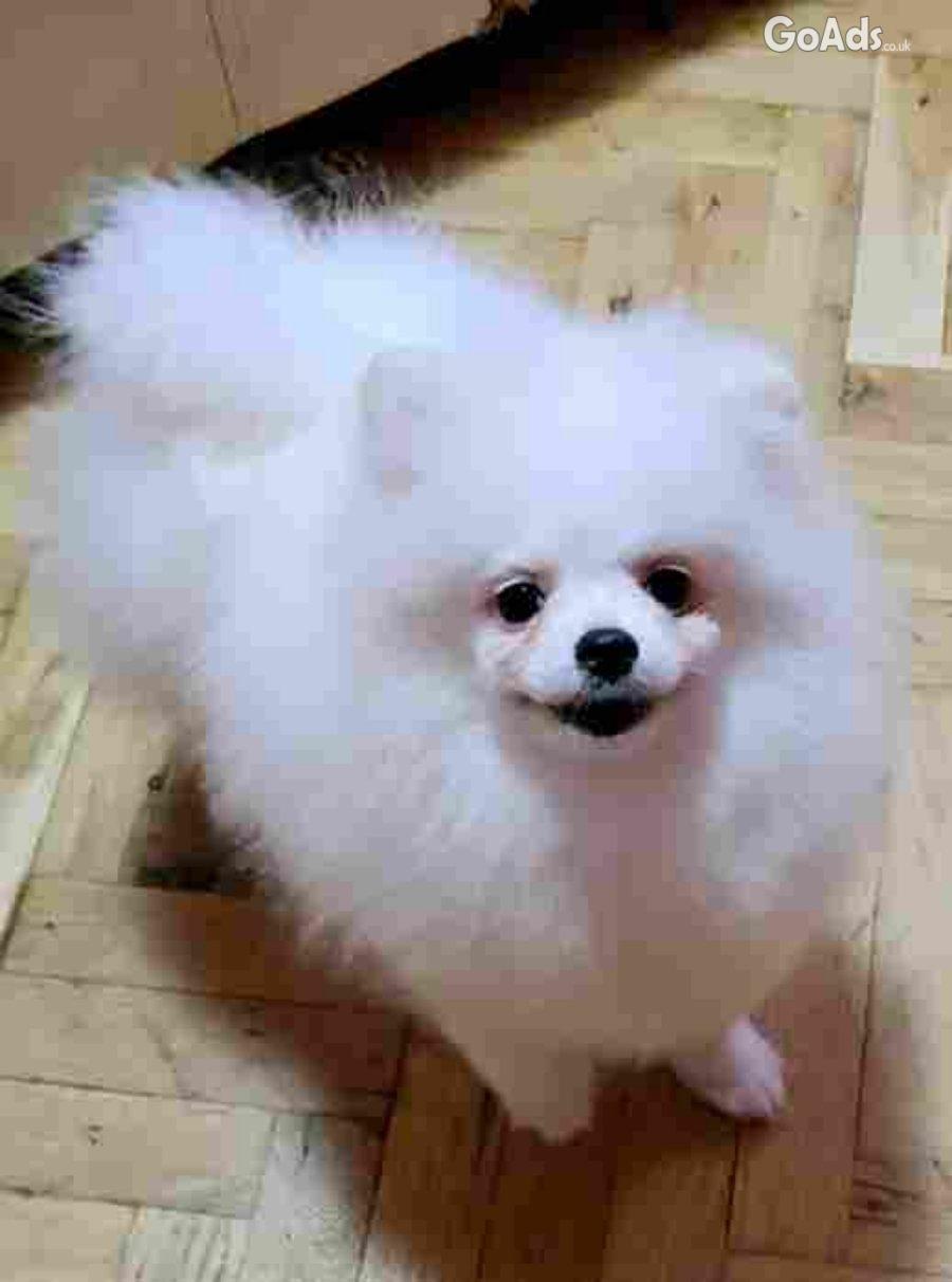 Sale of premium bear-type Pomeranians