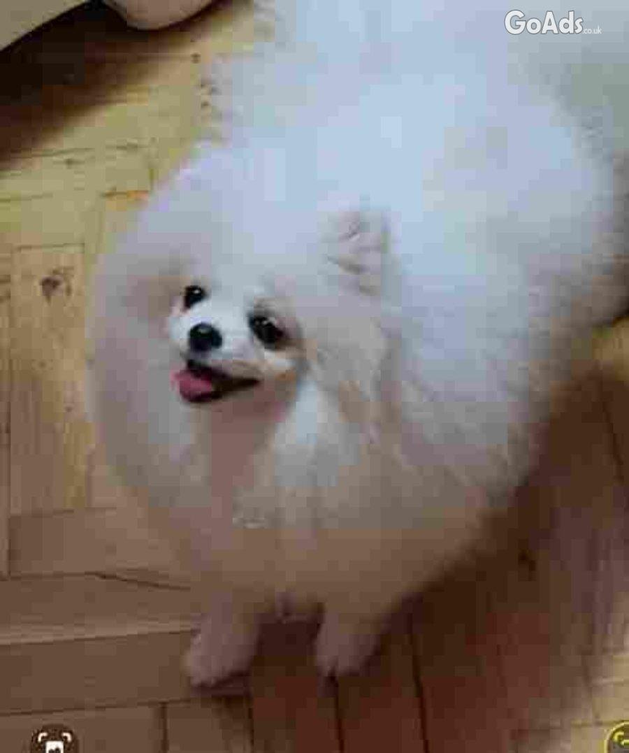 Sale of premium bear-type Pomeranians