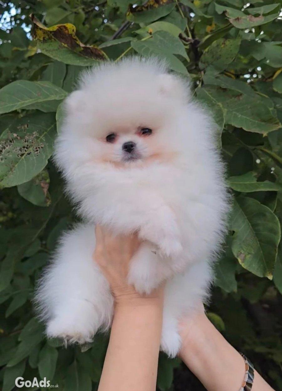 Sale of premium bear-type Pomeranians