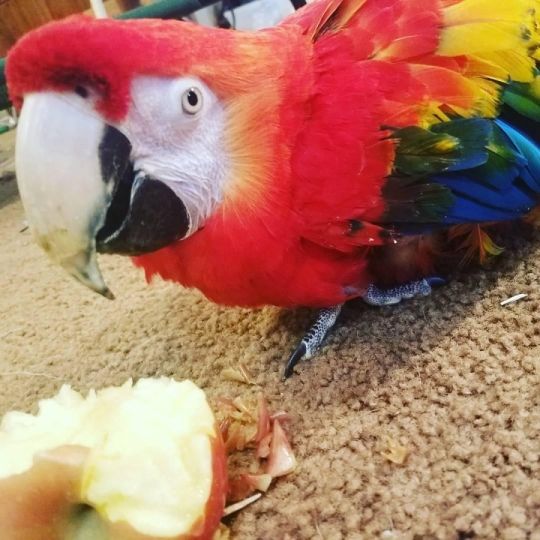 Scarlet Macaw parrots