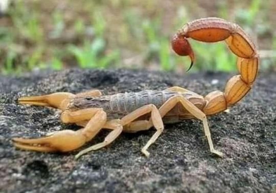 Scorpion Venom For Sale