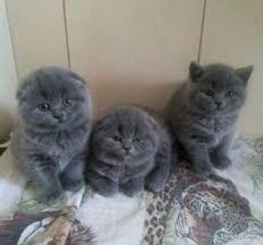 Scottish Fold kittens for adoption