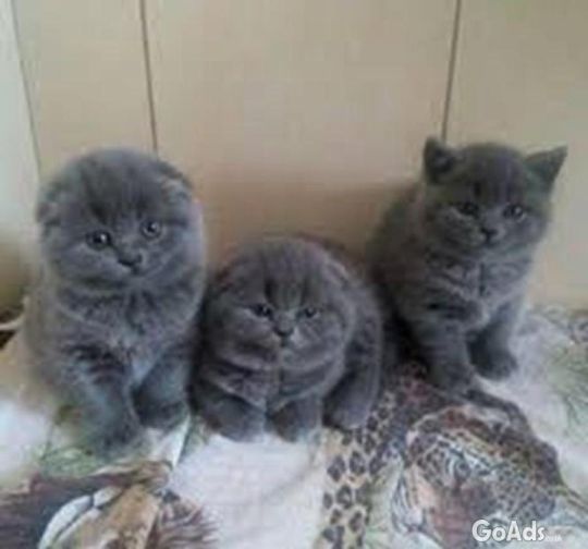 Scottish Fold Kittens kits