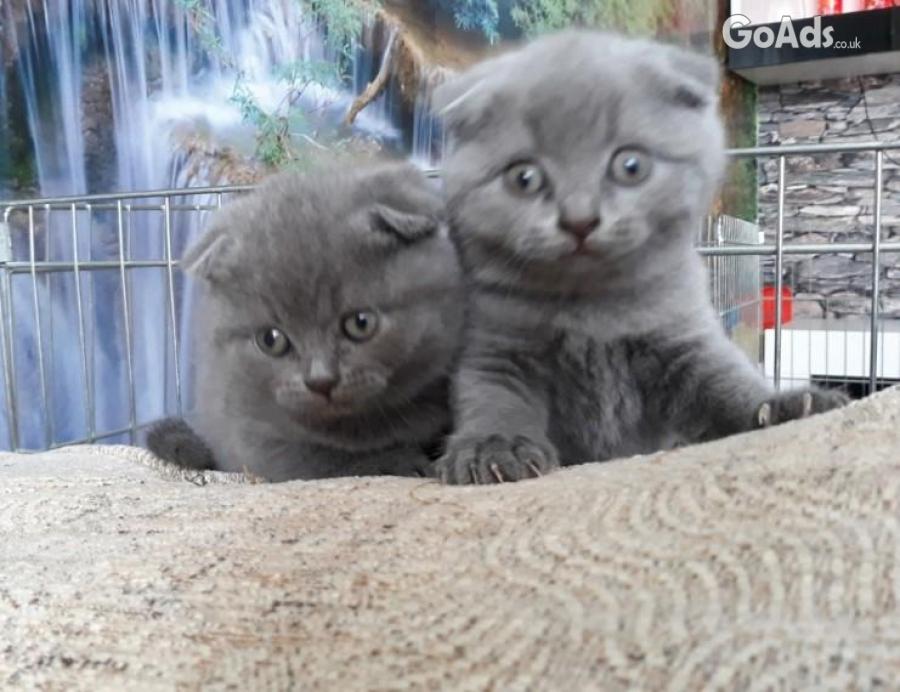 Scottish Folds kittens available 