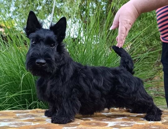 Scottish terrier puppies for sale
