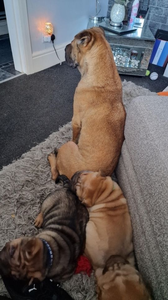 Shar pei 8 weeks old ready now!