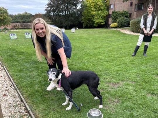 Sheepdog Displays for Corporate Events