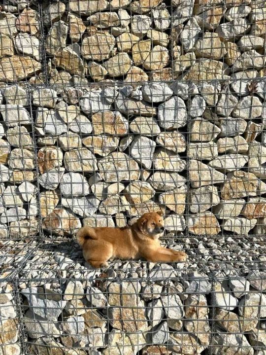 Shiba inu for sale
