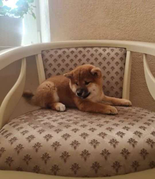 Shiba inu puppies for adoption sale
