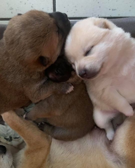 Shiba Inu Puppies for sale