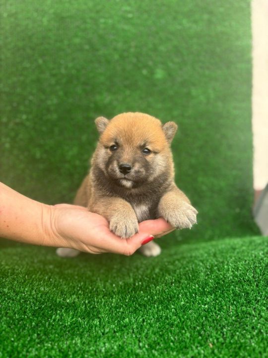 Shiba inu puppies for sale