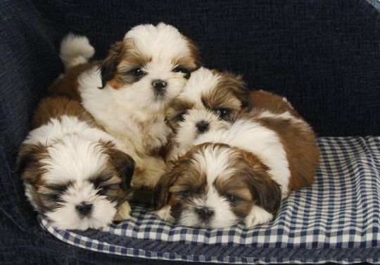 Shih Tzu Puppies for Sale