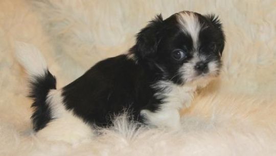 Shih Tzu puppies