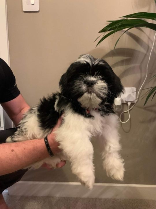 Shih tzus ready to take home now