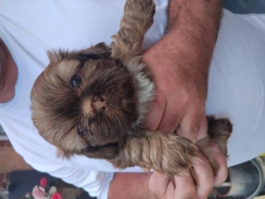Shitzu imperial girl READY TO REHOME