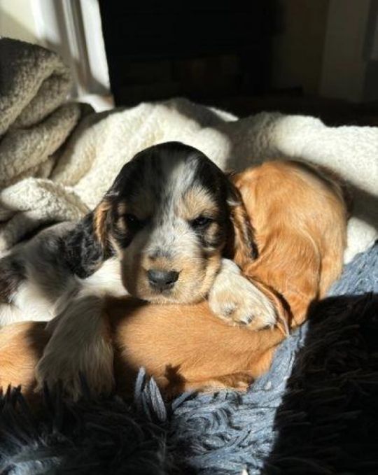 Show Cocker Spaniel puppies-only 1 boy remaining