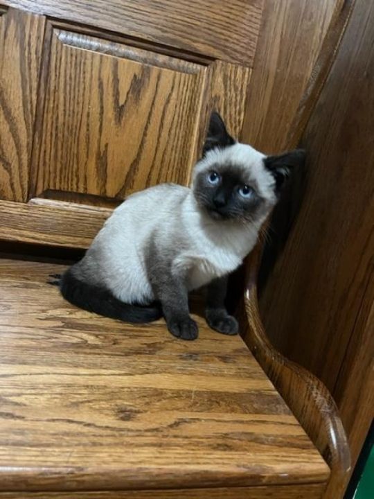 Siamese kittens kittens