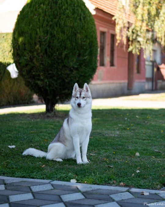 Siberian Husky female
