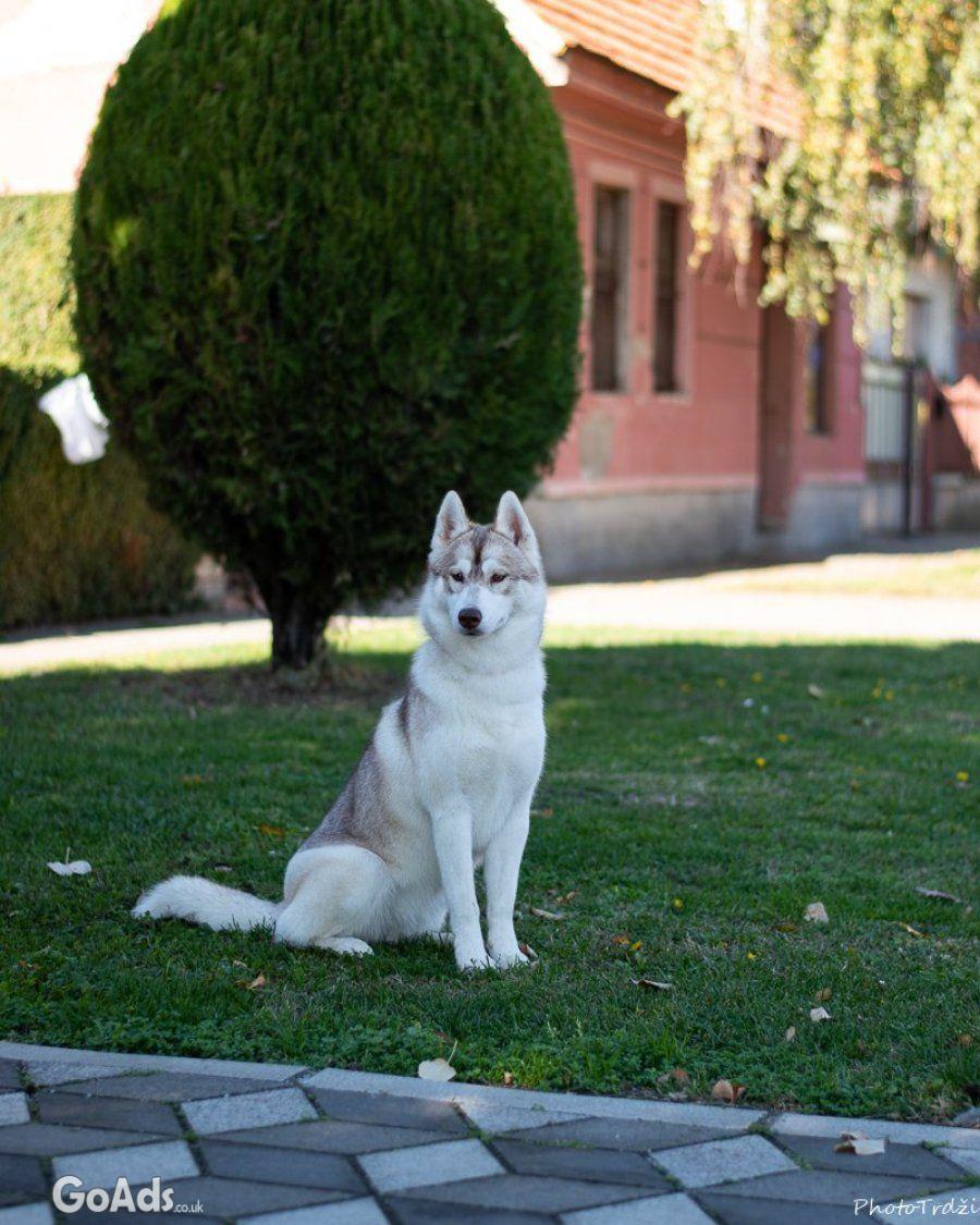 Siberian Husky female