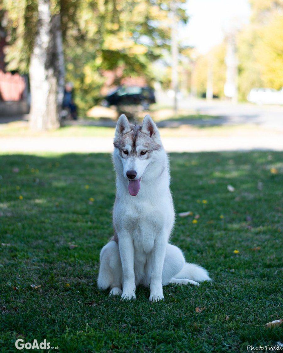 Siberian Husky female