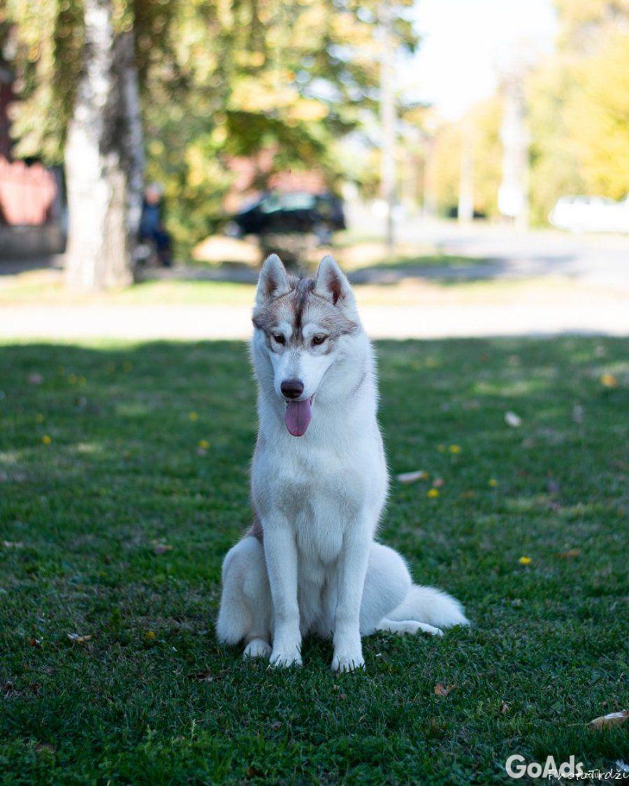 Siberian Husky female