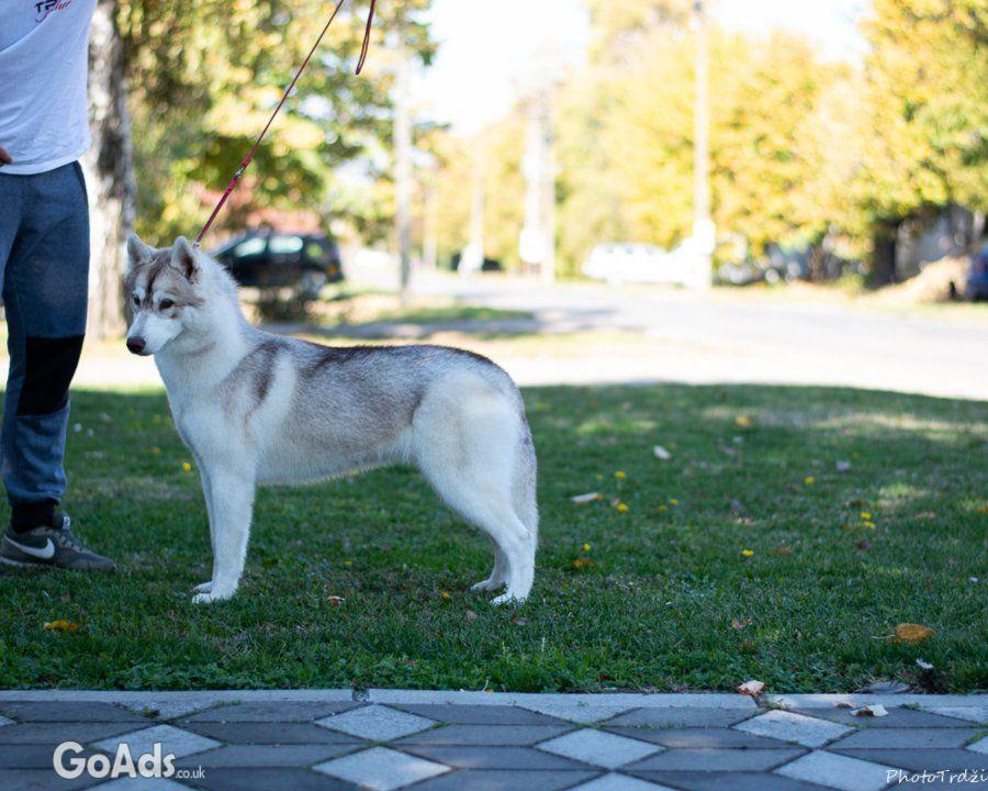 Siberian Husky female