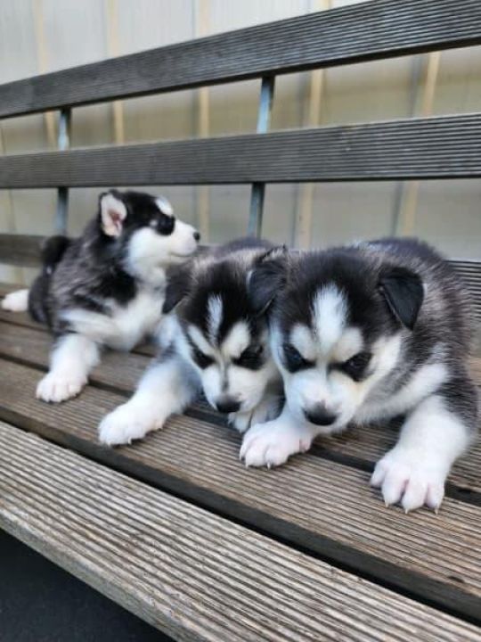 Siberian husky puppies available