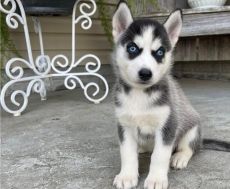 Siberian Husky puppies