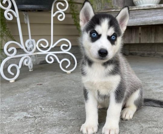 Siberian Husky puppies