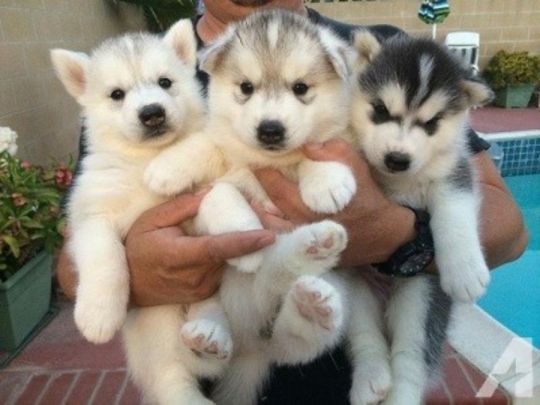 Siberian husky pups for rehoming.