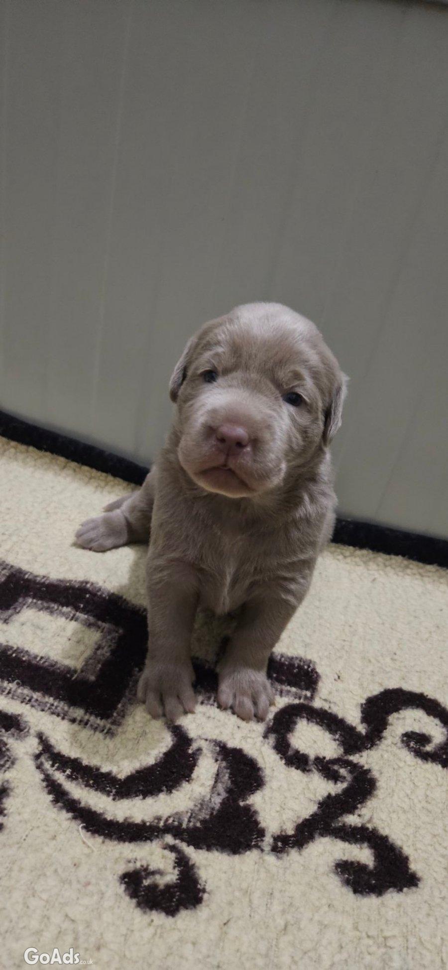 Silver labradors