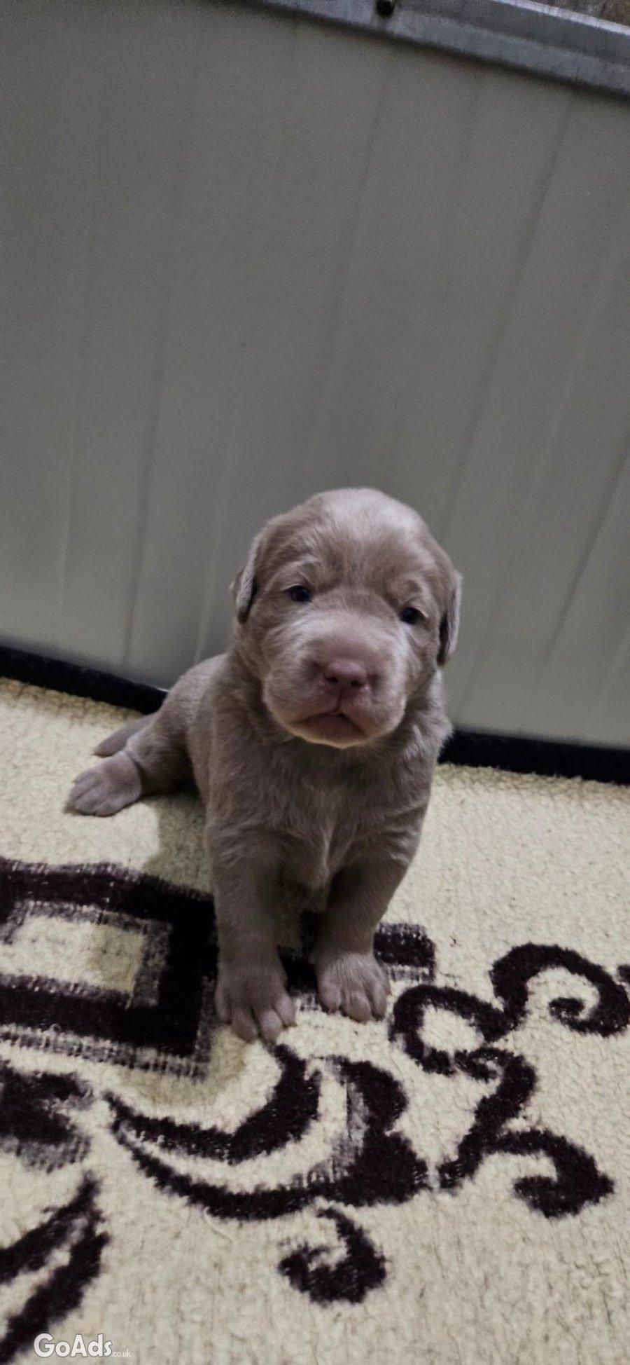 Silver labradors