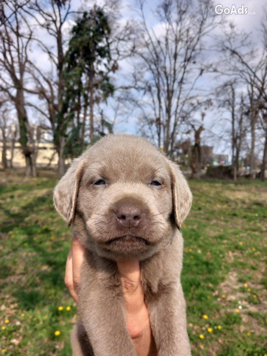 Silver labradors