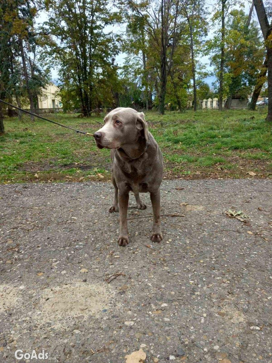 Silver labradors