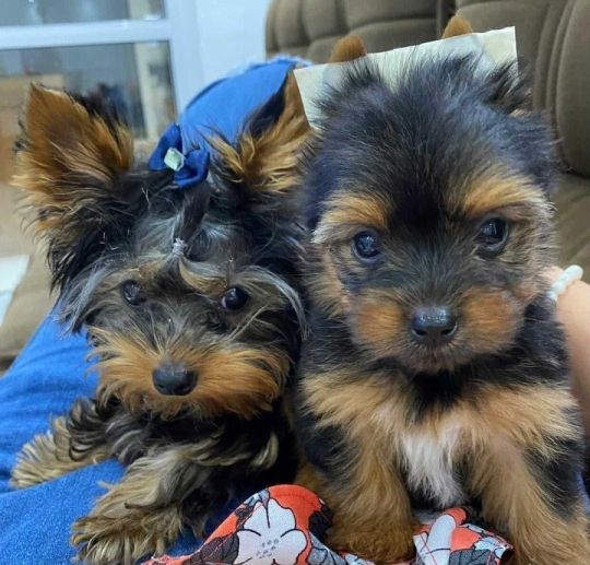 Smal Tiny Teacups Yorkshire Terrier Puppies
