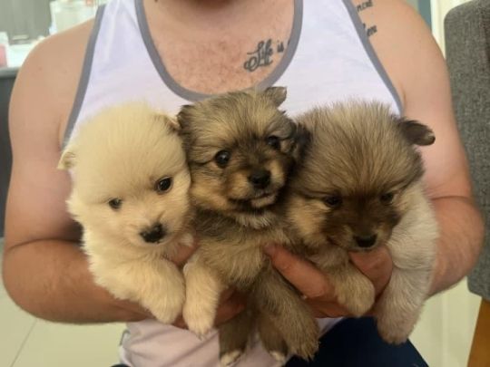 Small pomeranian puppies for adoption