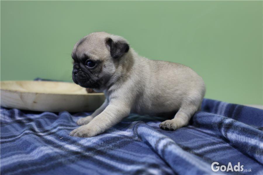 Small size pug puppies for sale