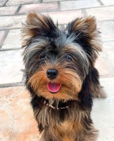 Small Teacup Yorkshire Terrier Puppies