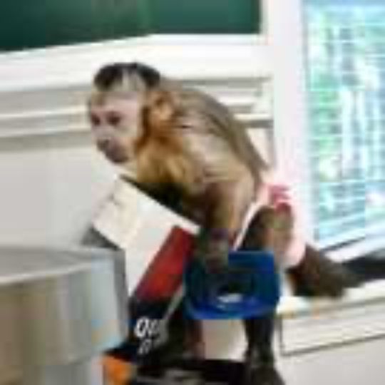Smart baby capuchin monkeys for sale