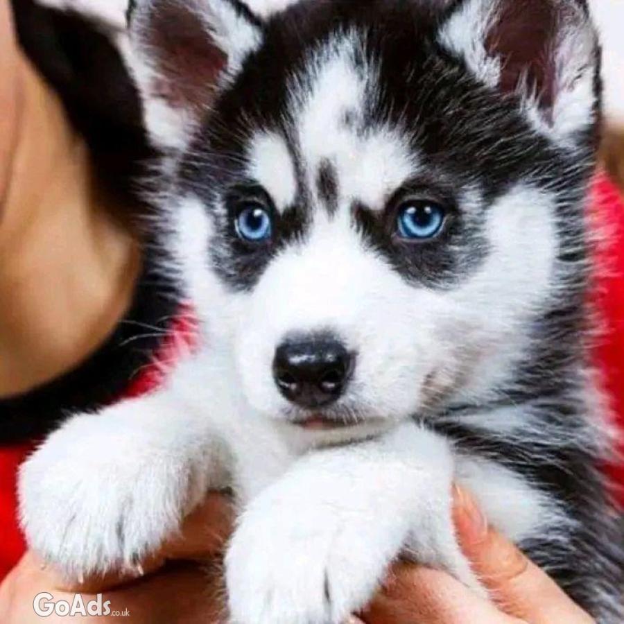 Snow Ball Blue Eyes Siberian Husky Puppies